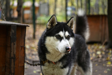 northern husky dogs in everyday life in a kennel in a park