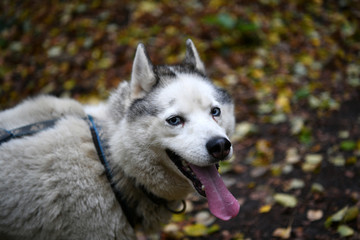 northern husky dogs in everyday life in a kennel in a park