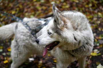 northern husky dogs in everyday life in a kennel in a park