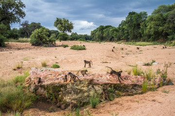 Chacma baboon in Kruger National park, South Africa