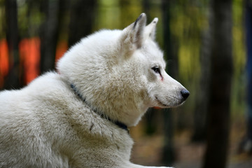 Obraz premium northern husky dogs in everyday life in a kennel in a park