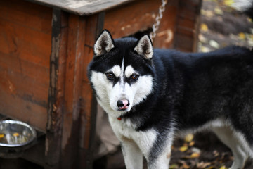 northern husky dogs in everyday life in a kennel in a park