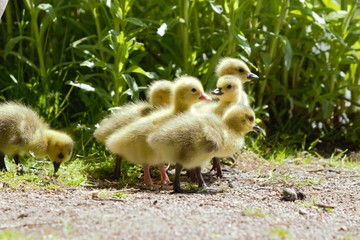 A single Canada Goose/Emden Goose hybrid gosling amongst a group of Canada Goose (Branta canadensis) goslings.