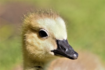 A close up shot of a Canada Goose (Branta canadensis) gosling.