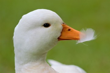 A feral Call Duck (Anas platyrhynchos domesticus) with a feather in its beak.