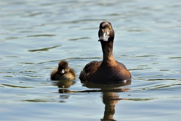 A female Tufted Duck (Aythya fuligula) alongside one of her ducklings.