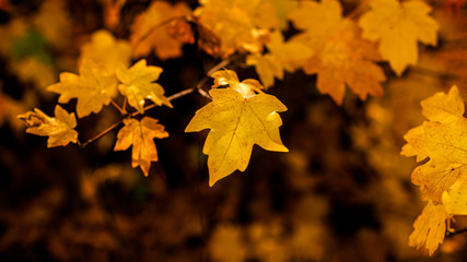 autumn maple leaves on a dark background