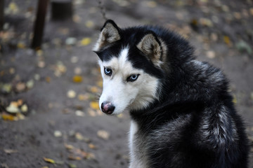 northern husky dogs in everyday life in a kennel in a park