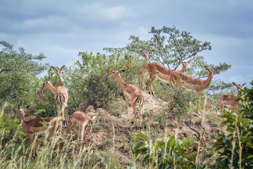 Small group of Common Impalas in Kruger National park, South Africa ; Specie Aepyceros melampus...