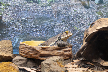 The Japanese toad in his tub