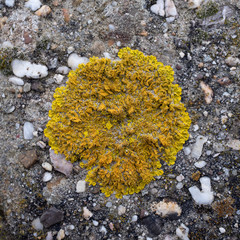 Common orange lichen on a block of basalt