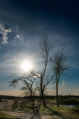 Fototapeta na wymiar Bare trees back lit by a low sun