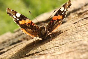 Frontal view of a Red Admiral butterfly with wings half raised.