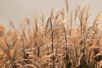 日差しを浴びるススキ