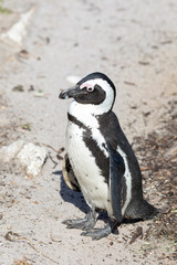 Obraz premium African Penguin (Spheniscus demersus) on the beach at Stony Pont Nature Reserve, Betty's Bay, Western Cape, South Africa