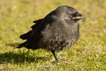 A juvenile Western Jackdaw (Coloeus monedula) standing on one leg.