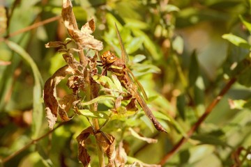 A female Brown Hawker (Aeshna grandis) dragonfly at rest on some lakeside foliage.
