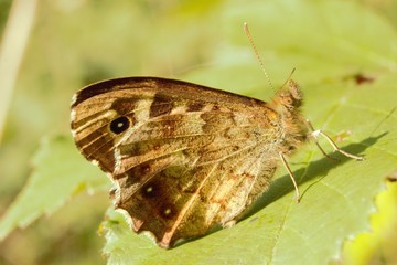 Under-wing view of a Speckled Wood (Pararge aegeria) butterfly at rest on a leaf.