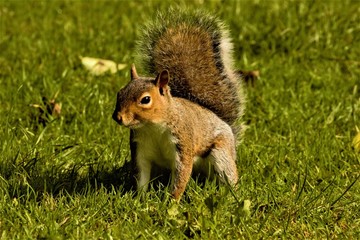 An Eastern Grey Squirrel (Sciurus carolinensis) on all fours.