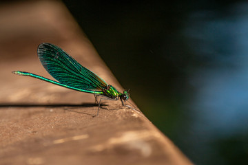 A green damselfly sits with folded wings on a green leaf.