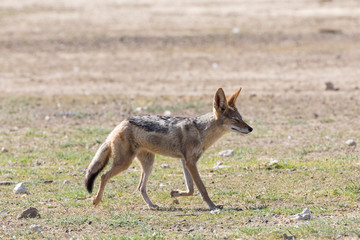 Black-backed jackal, Canis mesomelas, Kgalagadi Transfrontier Park, Northern Cape, South Africa running in the dry Auob River