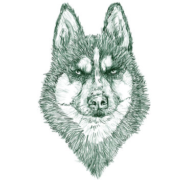 Illustration. Realistic portrait of the head of a dog breed Siberian Husky close-up. Sketch. Hand drawing isolated on a white, for printing on textiles, T-shirts, notebooks, stickers. White and green