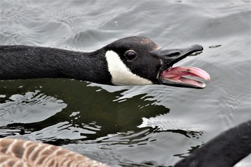 A Canada Goose (Branta canadensis) making a honking vocalization.