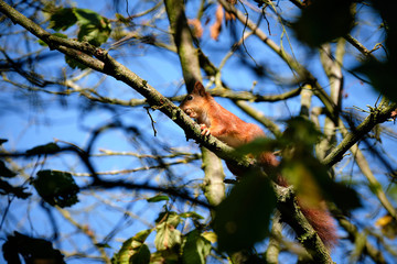 Squirrel with an acorn