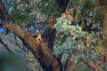 Leopard in Kruger National park, South Africa
