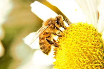 A European Honey Bee (Apis mellifera) feeding from/pollinating a daisy
