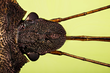 Macro focus stacking shot of Red-legged Shieldbug. His Latin name is Pentatoma rufipes