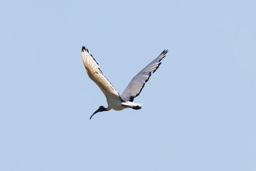 Fototapeta na wymiar African Sacred Ibis (Threskiornis aethiopicus) in flight