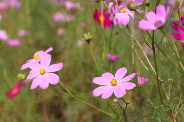 Cosmos flower in Okayama,Japan