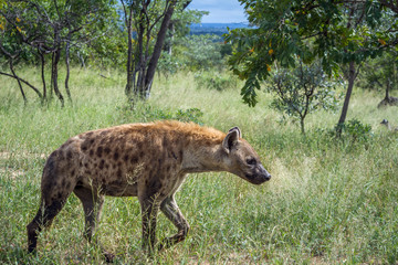 Spotted hyaena walking in green savannah in Kruger National park, South Africa ; Specie Crocuta crocuta family of Hyaenidae