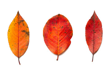 Beautiful colorful autumn leaves isolated on white background