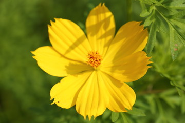 Cosmos flower in Okayama,Japan