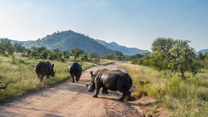 Southern white rhinoceros in Kruger National park, South Africa - obrazy, fototapety, plakaty
