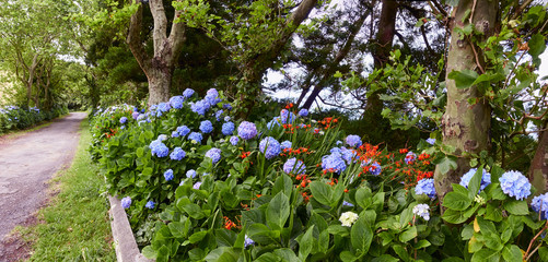 Blue hortensia flowers and red and orange Montbretia, Crocosmia or Coppertips blossoms, growing in...