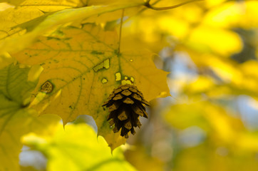 Yellow autumn maple leaves in the sun