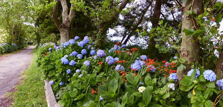 Blue hortensia flowers and red and orange Montbretia, Crocosmia or Coppertips blossoms, growing in a well kept flower bed by a rural road on the blue Faial  island in the Azores.