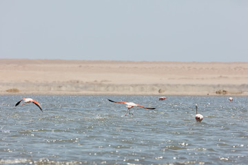 Flamingos  in Paracas, Peru.
