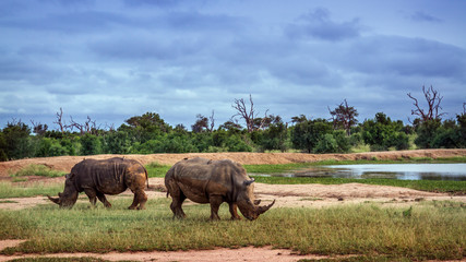 Southern white rhinoceros in Kruger National park, South Africa