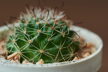 Close-up view of beutiful cactus in the pot