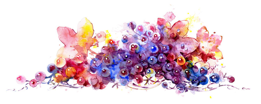 Blue red grapes on white background. Watercolor illustration. Scenic element for design. Branch of grapes.