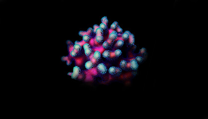 Stylophora (pocilloporidae) short polyps stony coral isolated in black background - obrazy, fototapety, plakaty