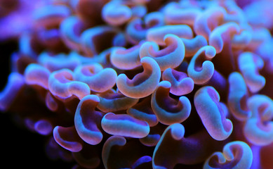 Euphyllia ancora (Hammer coral) is a species of hard coral in the family Euphylliidae.
