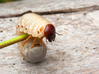 .insect larva, thick, white, hairy, lies on a wooden background.