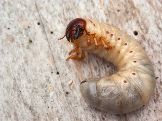 insect larva, thick, white, hairy, lies on a wooden background.