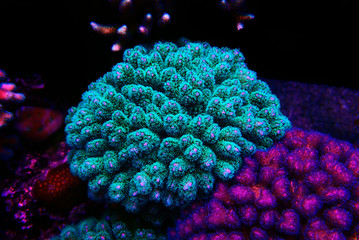 Stylophora (pocilloporidae) short polyps stony coral
