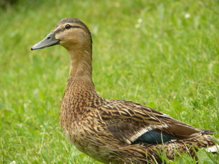 Colvert femelle de profil